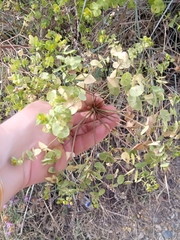 Euphorbia segetalis