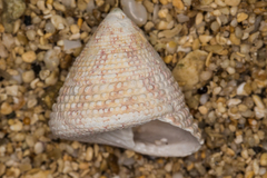 Trochus intextus