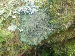 Psoroma coralloideum