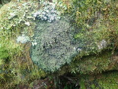 Psoroma coralloideum