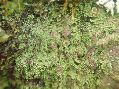 Psoroma coralloideum