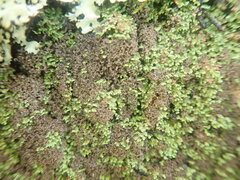 Psoroma coralloideum