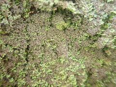 Psoroma coralloideum