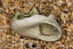 Trochus intextus