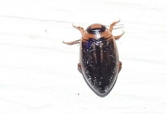 Coptotomus longulus lenticus