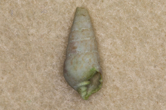 Pyramidella