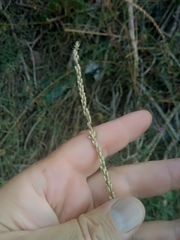 Achyranthes