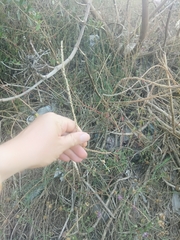Achyranthes