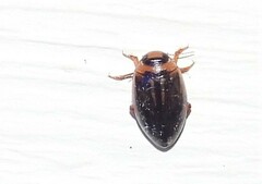 Coptotomus longulus lenticus