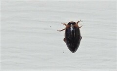 Coptotomus longulus lenticus