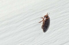 Coptotomus longulus lenticus