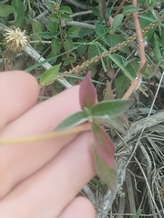 Achyranthes