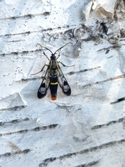 Synanthedon scoliaeformis