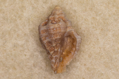 Muricodrupa fiscella image