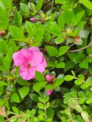 Rhododendron mucronulatum