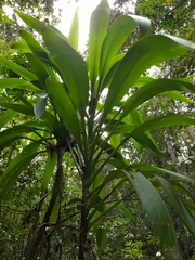 Cordyline rubra