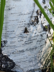 Synanthedon scoliaeformis