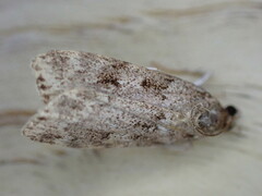 Eudonia mercurella