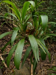 Cordyline rubra