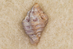 Murichorda fiscellum