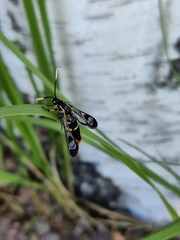 Synanthedon scoliaeformis
