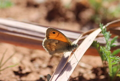 Coenonympha pamphilus lyllus