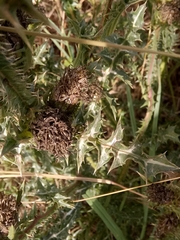 Asteraceae