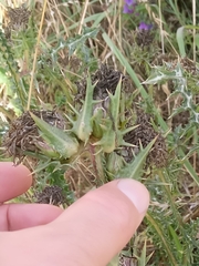 Asteraceae