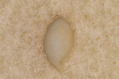 Atys semistriatus