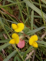 Lotus tenuis