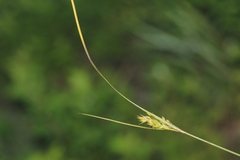Carex breviculmis breviculmis