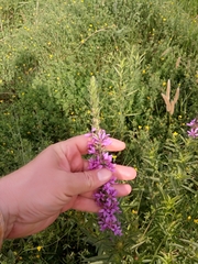 Lythrum salicaria image