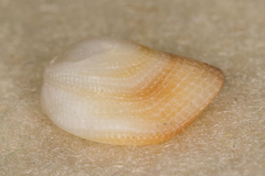 Antisabia imbricata