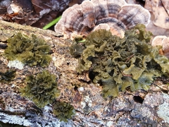 Leptogium coralloideum