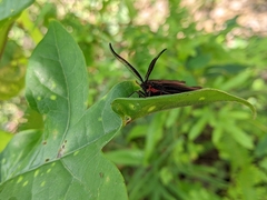 Histia flabellicornis