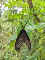 Histia flabellicornis