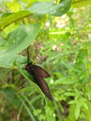 Histia flabellicornis