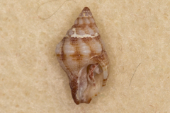 Peristernia chlorostoma