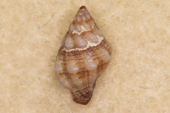 Peristernia chlorostoma