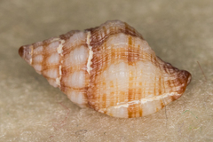 Peristernia chlorostoma