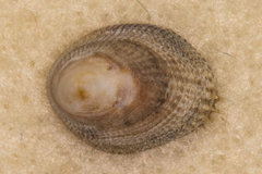 Antisabia imbricata
