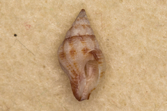 Peristernia chlorostoma