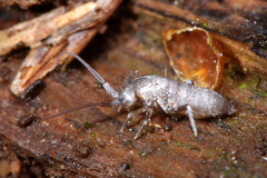 Pogonognathellus flavescens