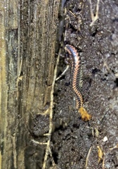 Spirobolellus antipodarus