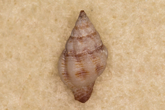 Peristernia chlorostoma