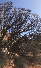 Aloidendron ramosissimum