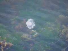 Cyanea lamarckii