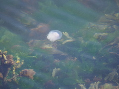 Cyanea lamarckii