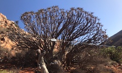 Aloidendron ramosissimum