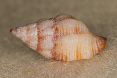 Peristernia chlorostoma